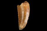 Serrated, Raptor Tooth - Real Dinosaur Tooth #124274-1